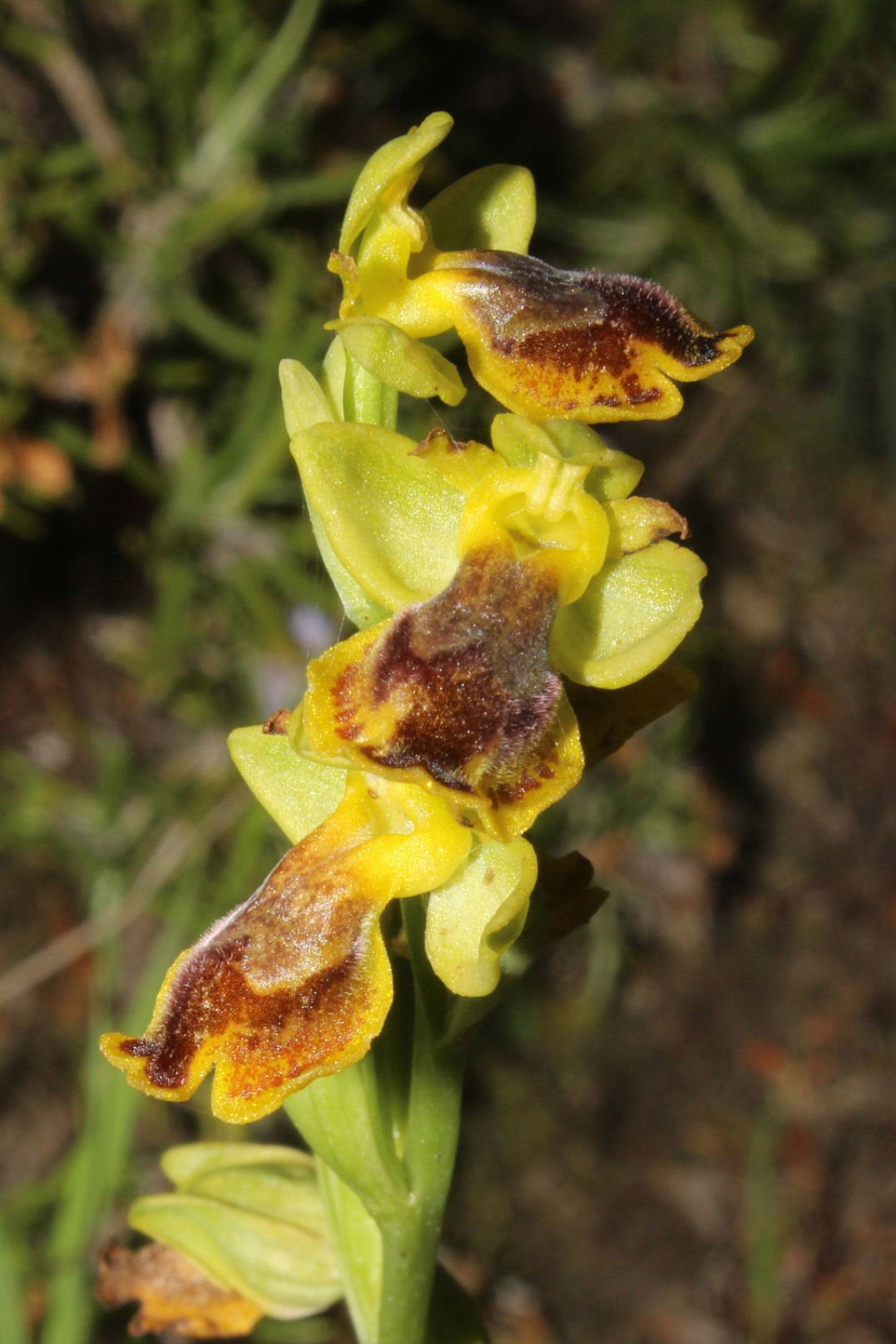 Ophrys lutea (strana) da determinare